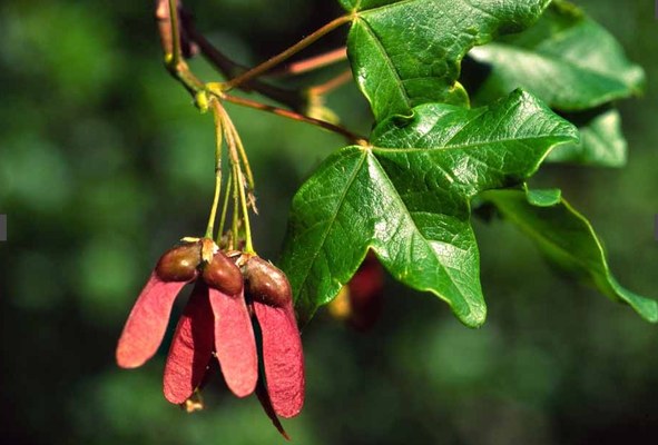 Acer monspessulanum