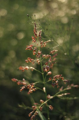 Agrostis capillaris