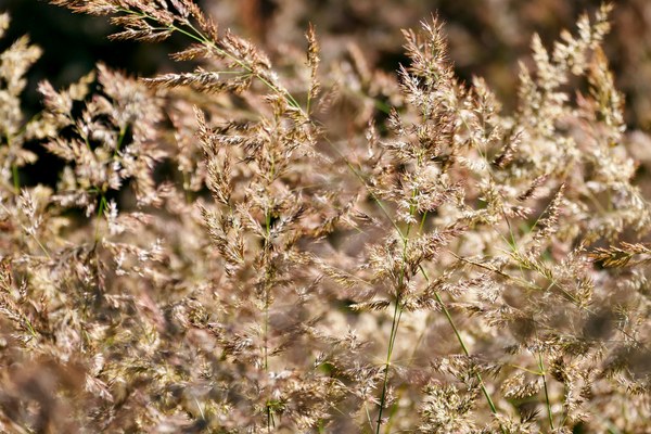 Agrostis stolonifera