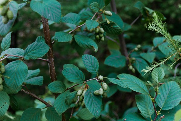 Alnus glutinosa