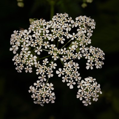 Angelica sylvestris