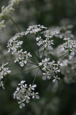 Anthriscus sylvestris