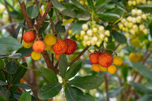 Arbutus unedo