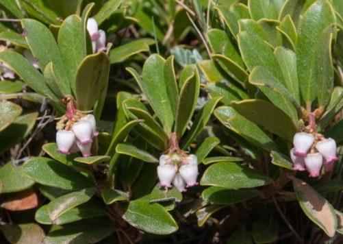 Arctostaphylos uva-ursi
