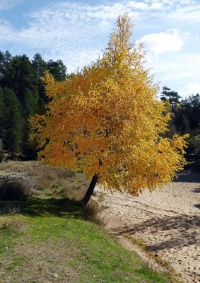 Betula pendula