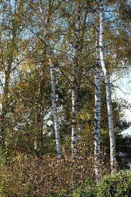 Betula pubescens