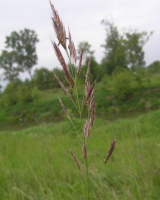 Bromus erectus