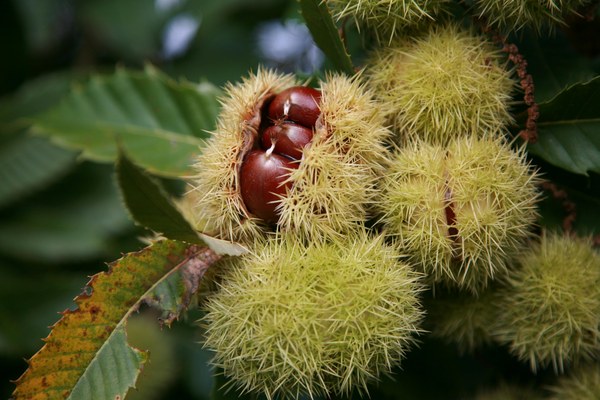 Castanea sativa