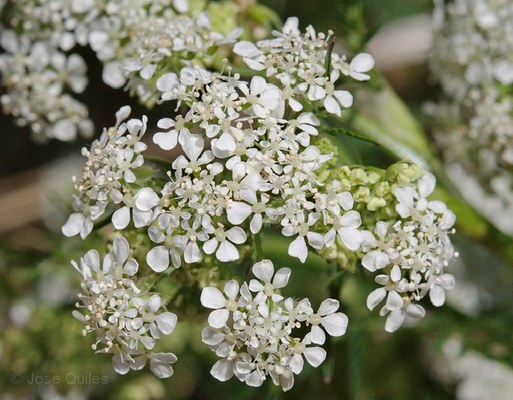 Chaerophyllum aureum