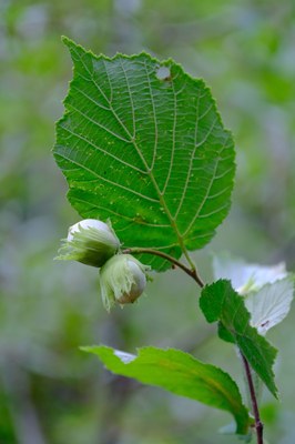 Corylus avellana