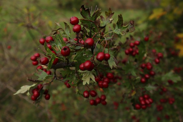 Crataegus monogyna
