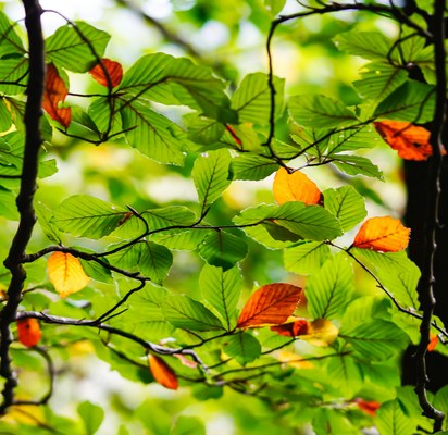 Fagus sylvatica