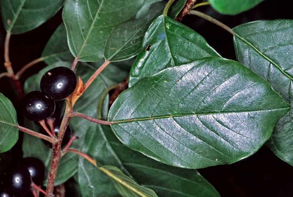 Frangula alnus