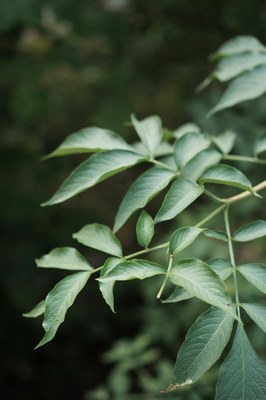 Fraxinus angustifolia