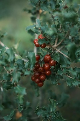 Ilex aquifolium