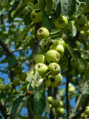 Malus sylvestris