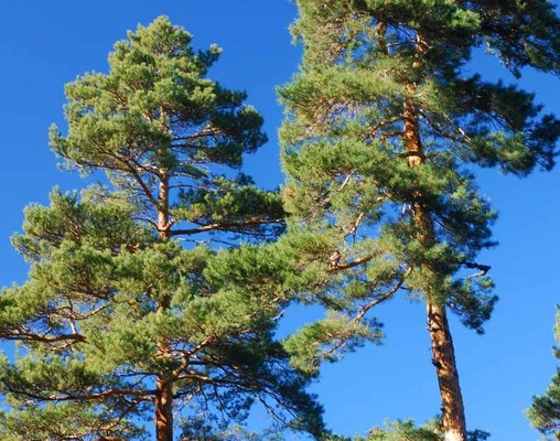 Pinus sylvestris