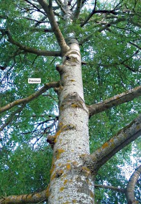 Populus alba