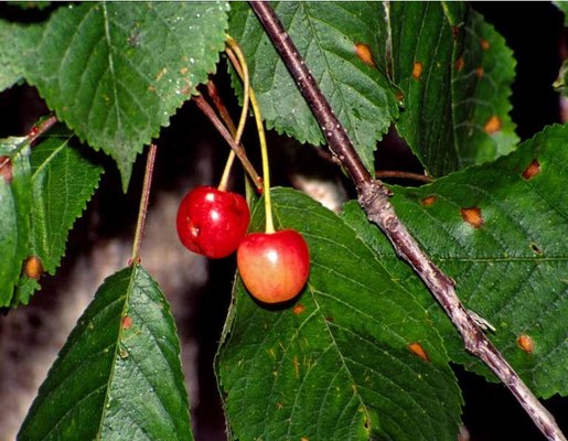 Prunus avium