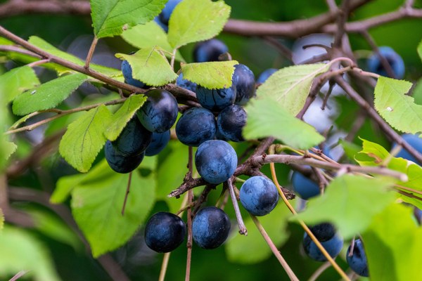 Prunus spinosa