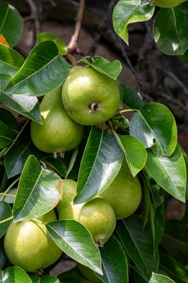 Pyrus communis