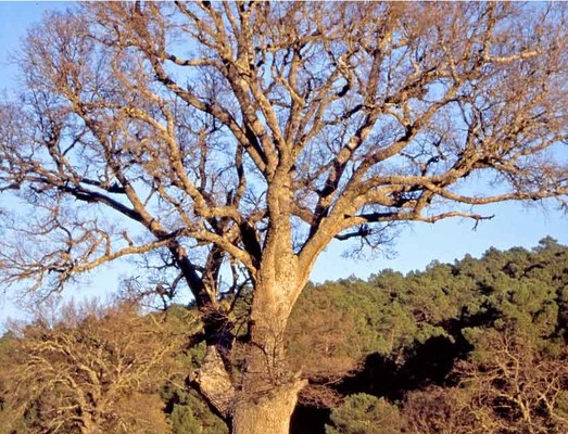 Quercus faginea