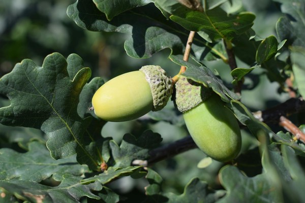 Quercus robur