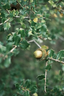 Quercus ilex