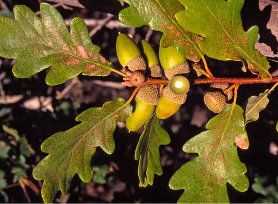 Quercus petraea