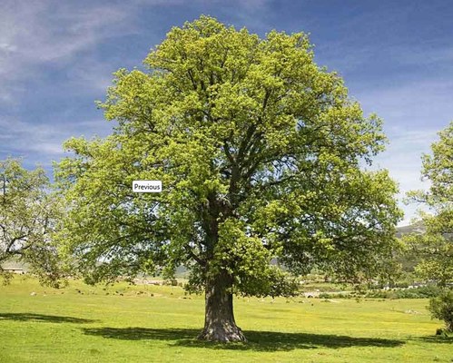 Quercus pyrenaica
