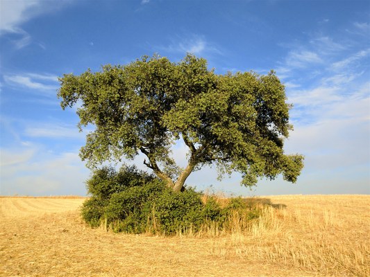 Quercus suber
