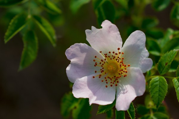 Rosa canina