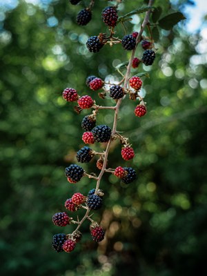 Rubus ulmifolius