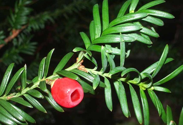 Taxus baccata